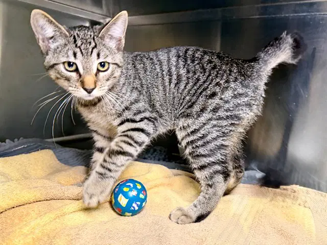 Knottee - Domestic Short Hair
