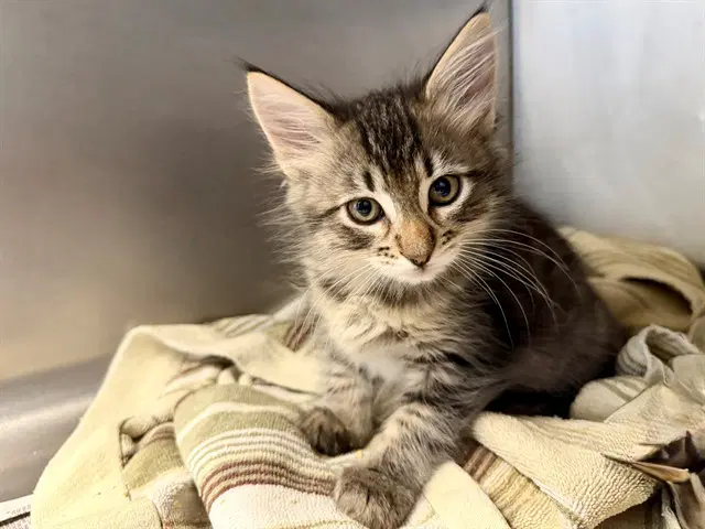 Artemis - Domestic Medium Hair