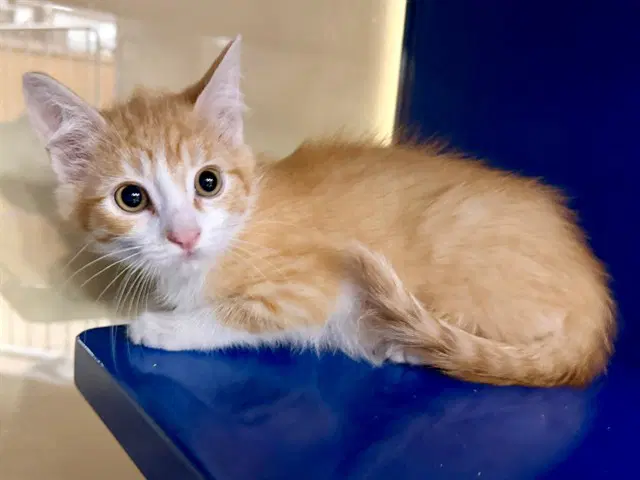 Newton - Domestic Short Hair