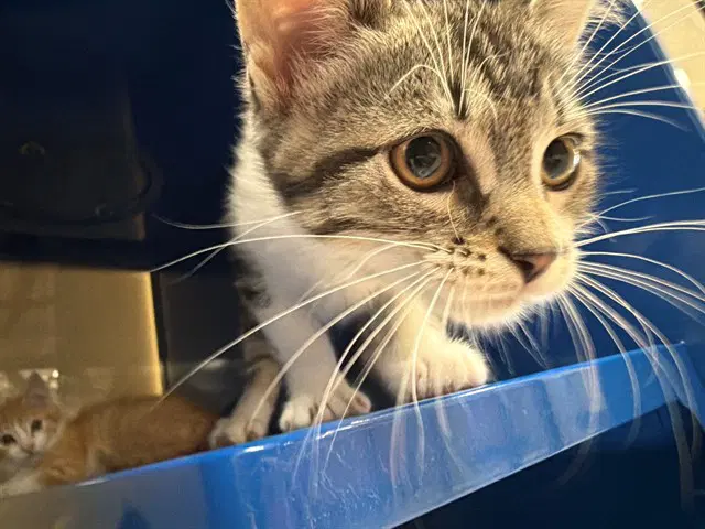 Gator - Domestic Medium Hair