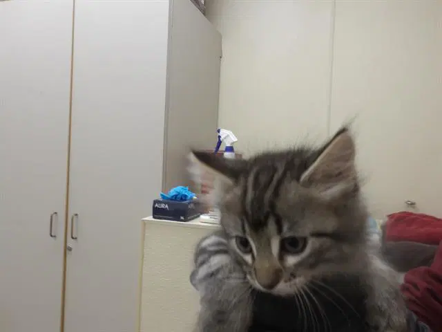Bonnie - Domestic Medium Hair