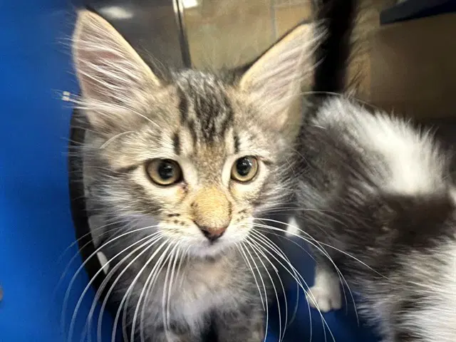 Bonnie - Domestic Medium Hair