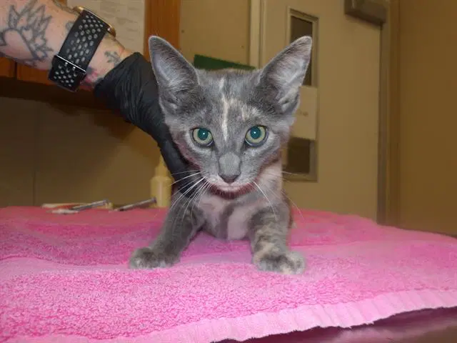 Taffy - Domestic Short Hair