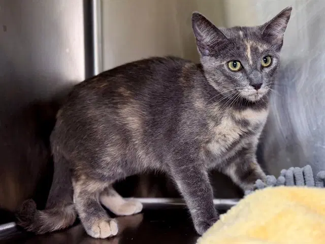 Taffy - Domestic Short Hair