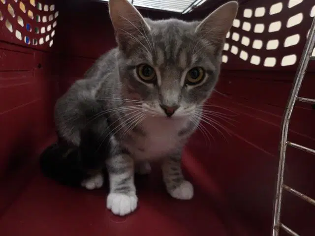 Cher - Domestic Short Hair