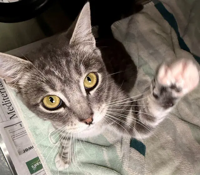 Cher - Domestic Short Hair