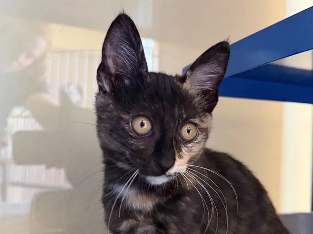 Phoebe - Domestic Short Hair