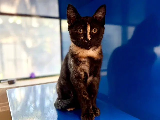 Raya - Domestic Short Hair