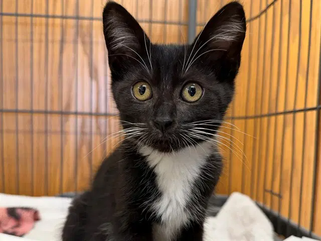 Bitsie - Domestic Short Hair