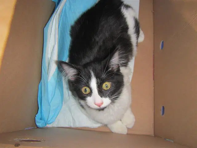 Mimi - Domestic Medium Hair