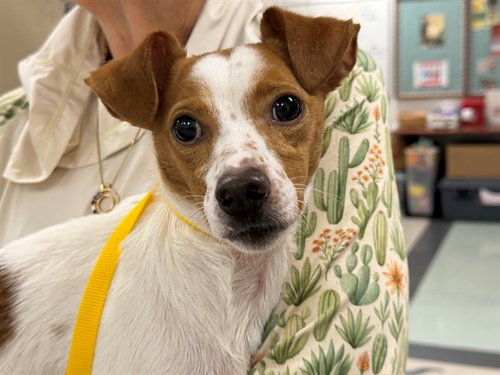 BIG BOY, a dog for adoption from Sonoma County Animal Care and Control