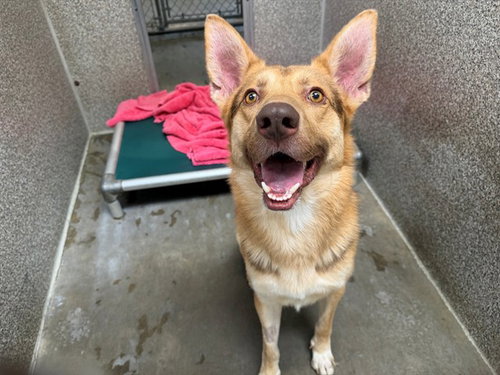 AUSTIN, a dog for adoption from Sonoma County Animal Care and Control