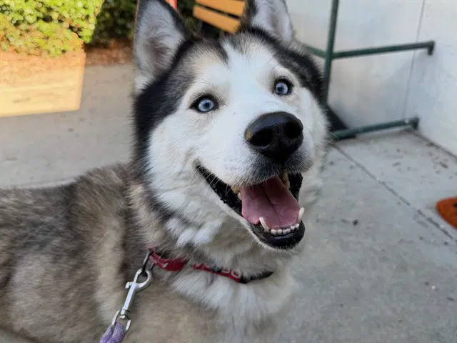 Muffin - Siberian Husky