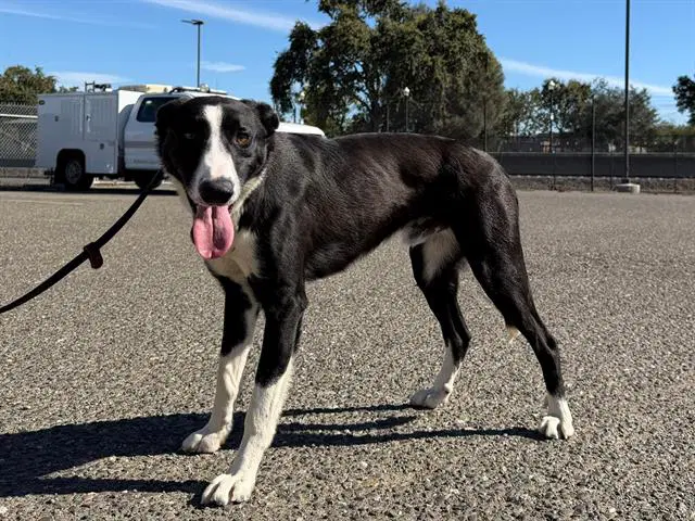 Chase - Border Collie