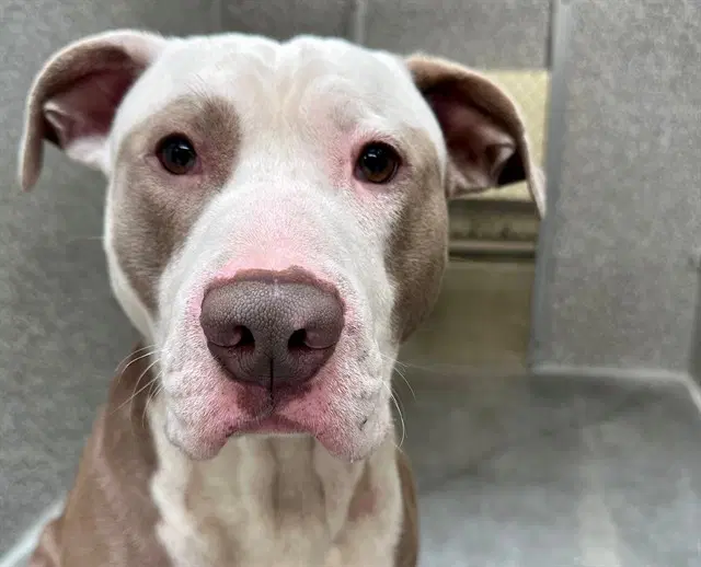 Humphrey - Pit Bull Terrier