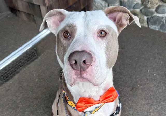 Humphrey - Pit Bull Terrier