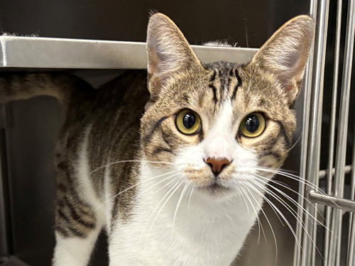 *PALMER, a cat for adoption from Sonoma County Animal Care and Control