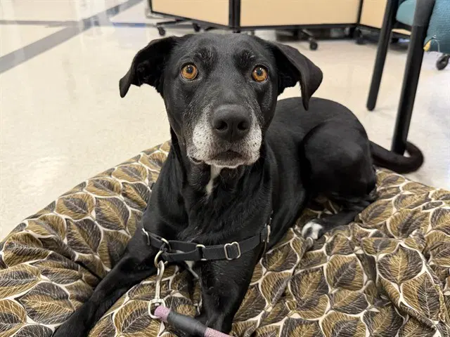 Millie - Labrador Retriever