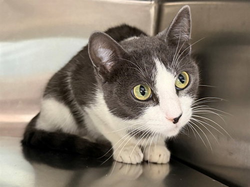 *HERMIA, a cat for adoption from Sonoma County Animal Care and Control