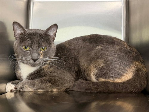 *PERDITA, a cat for adoption from Sonoma County Animal Care and Control