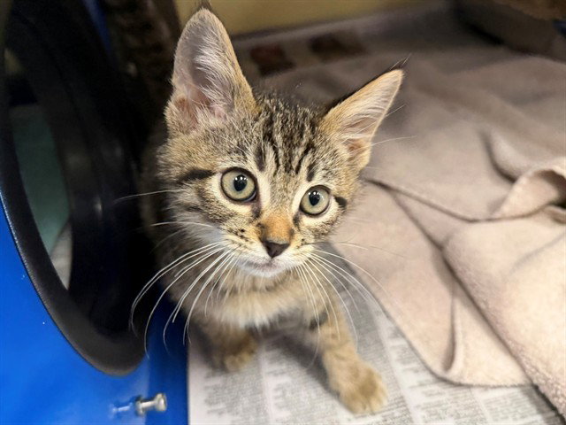 *Marshal, Domestic Short Hair