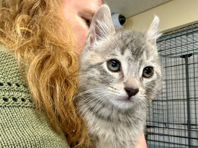 *Zeke, Domestic Short Hair