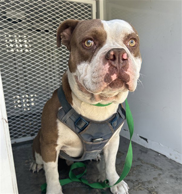 *Banjo, Pit Bull Terrier
