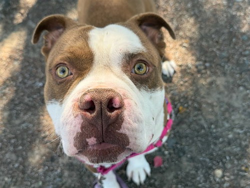 *BANJO, a dog for adoption from Sonoma County Animal Care and Control