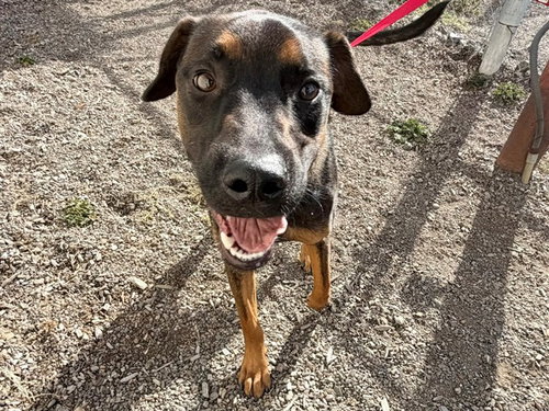 *KOREY, a dog for adoption from Sonoma County Animal Care and Control