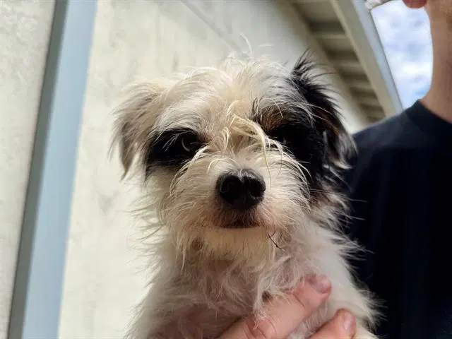 Patches - Norfolk Terrier