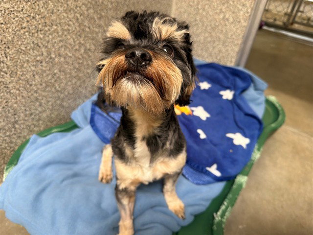 *Moppet, Miniature Schnauzer