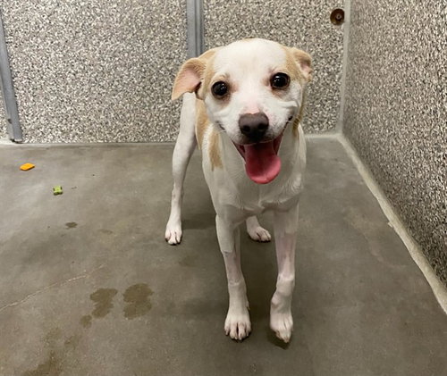 *MILA, a dog for adoption from Sonoma County Animal Care and Control
