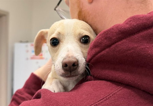 *FREYA, a dog for adoption from Sonoma County Animal Care and Control