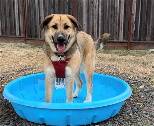 Bella, Great Pyrenees / Mixed (medium coat)