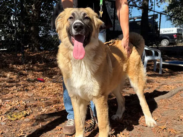Chloe - Great Pyrenees