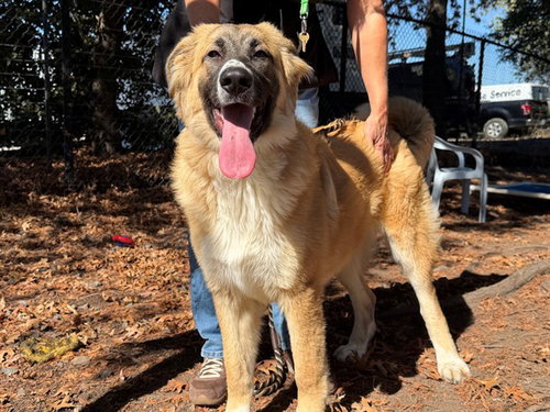CHLOE, a dog for adoption from Sonoma County Animal Care and Control