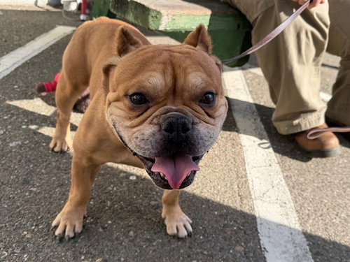 *MELVIN, a dog for adoption from Sonoma County Animal Care and Control