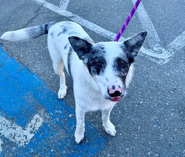 Loretta - Australian Cattle Dog/Blue Heeler