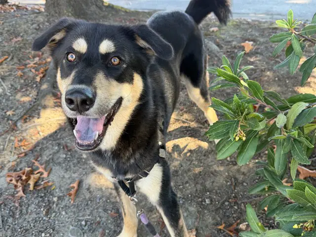 Milo - German Shepherd Dog