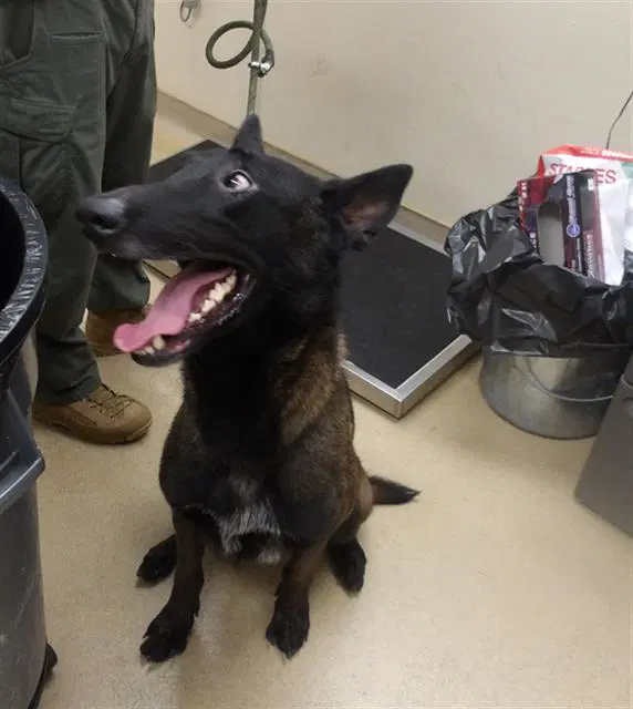 Guppy - Belgian Shepherd Malinois