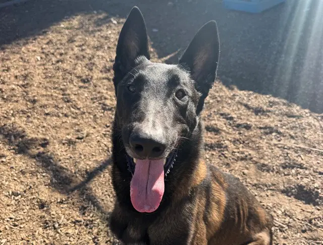 Guppy - Belgian Shepherd Malinois