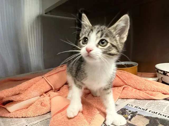 Aspen - Domestic Short Hair