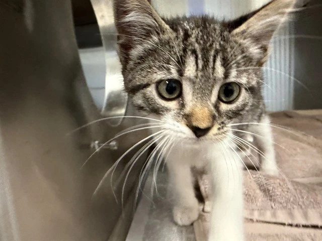 Penelope
