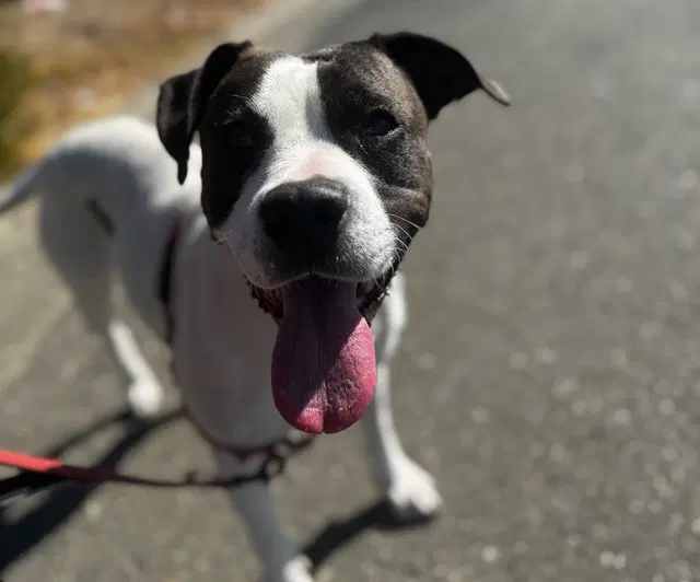 Cricket - Pit Bull Terrier