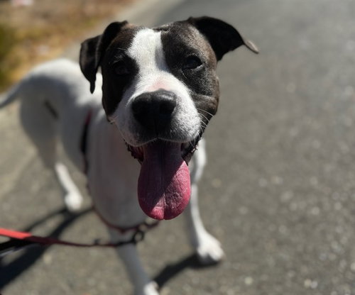 Cricket, Pit Bull Terrier / Mixed (medium coat)