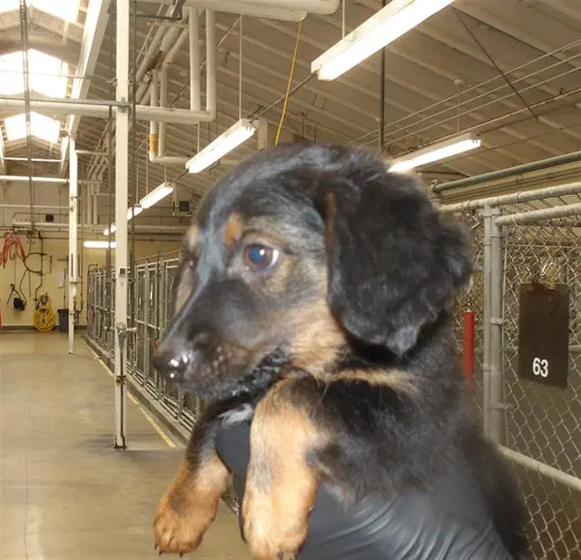 Dasha - Dachshund