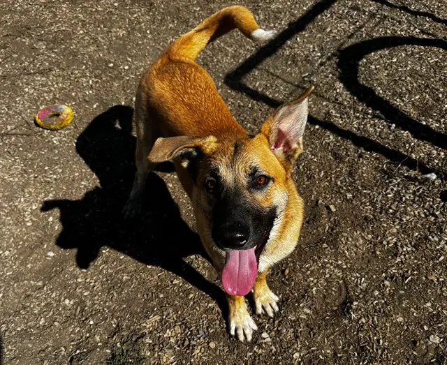 Ralphie - German Shepherd Dog
