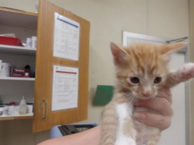 O'malley - Domestic Short Hair