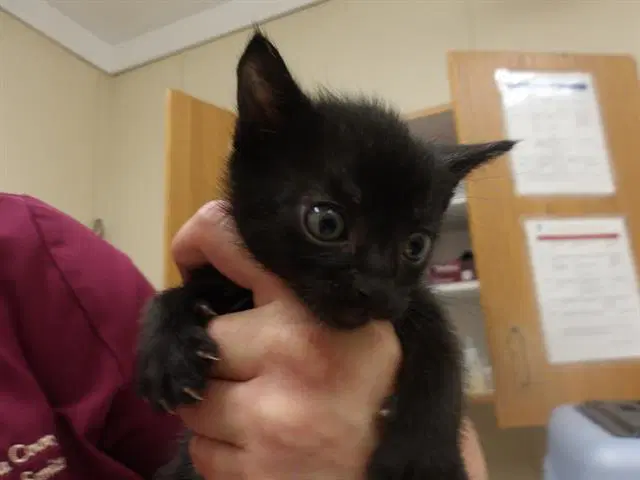 Slater - Domestic Short Hair