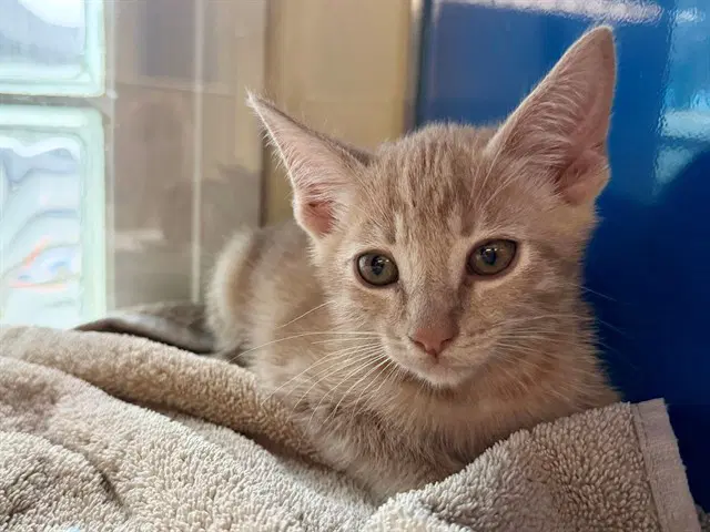 Tiberius - Domestic Short Hair